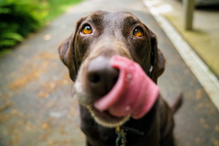Gifts For The Dog Lover
